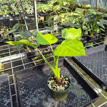 Load image into Gallery viewer, Alocasia Cucullata Banana Split Variegated exact plant, Fedex 2day*
