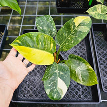 Load image into Gallery viewer, Philodendron Green Congo Nuclear, Exact Plant Variegated
