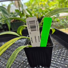 Load image into Gallery viewer, Anthurium Vittarifolium , Exact Plant Variegated Ships Nationwide

