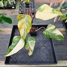 Load image into Gallery viewer, Philodendron Strawberry Shake, Exact Plant Variegated Ships Nationwide
