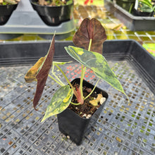 Load image into Gallery viewer, Alocasia Sedenii Aurea Variegated, Exact Plant Ships Nationwide
