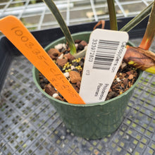 Load image into Gallery viewer, Philodendron Plowmanii exact plant, Fedex 2day*
