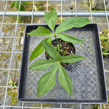 Load image into Gallery viewer, Anthurium Clavigerum , Exact Plant
