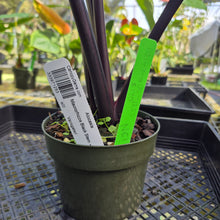 Load image into Gallery viewer, Alocasia Macrorhizza Black Stem, Exact Plant Variegated
