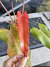 Load image into Gallery viewer, Philodendron Orange Marmalade, Exact Plant Ships Nationwide
