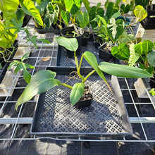 Load image into Gallery viewer, Philodendron Sagittifolium, Tuxtlanum Rubra, Exact Plant Ships Nationwide
