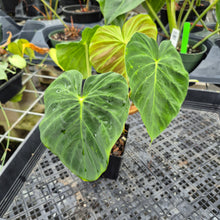 Load image into Gallery viewer, Philodendron Verrucosum Pseudoverrucosum Croat , Exact Plant Ships Nationwide
