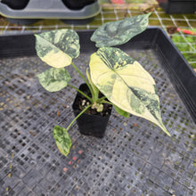 Load image into Gallery viewer, Alocasia dragon scale albo Exact Plant Ships Nationwide
