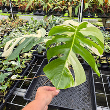 Load image into Gallery viewer, Monstera Borsigiana Albo Deliciosa Variegated exact plant, Fedex 2day*
