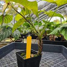 Load image into Gallery viewer, Syngonium Pink Spot, Exact Plant Variegated Ships Nationwide
