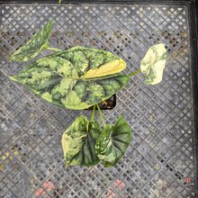 Load image into Gallery viewer, Alocasia dragon scale albo Exact Plant Ships Nationwide
