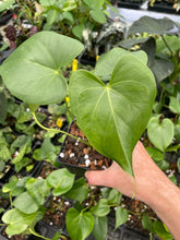 Load image into Gallery viewer, Anthurium Faustomirandae, Faustino'S Giant 4" pot, Fedex 2day*
