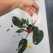 Load image into Gallery viewer, Philodendron Red Anderson, Exact Plant Ships Nationwide
