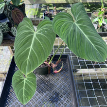 Load image into Gallery viewer, Philodendron Gloriosum, Pink Veined Back, Exact Plant Medium
