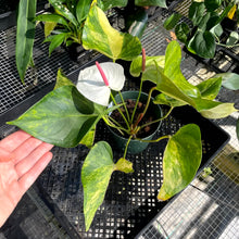 Load image into Gallery viewer, Anthurium Andraeanum White Heart, Exact Plant Variegated Ships Nationwide
