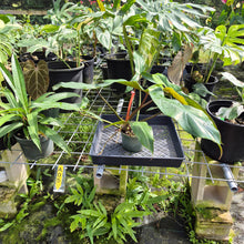 Load image into Gallery viewer, Philodendron Mexicanum, Exact Plant Ships Nationwide
