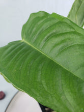 Load image into Gallery viewer, Vietchii, exact plant, Anthurium, ships nationwide
