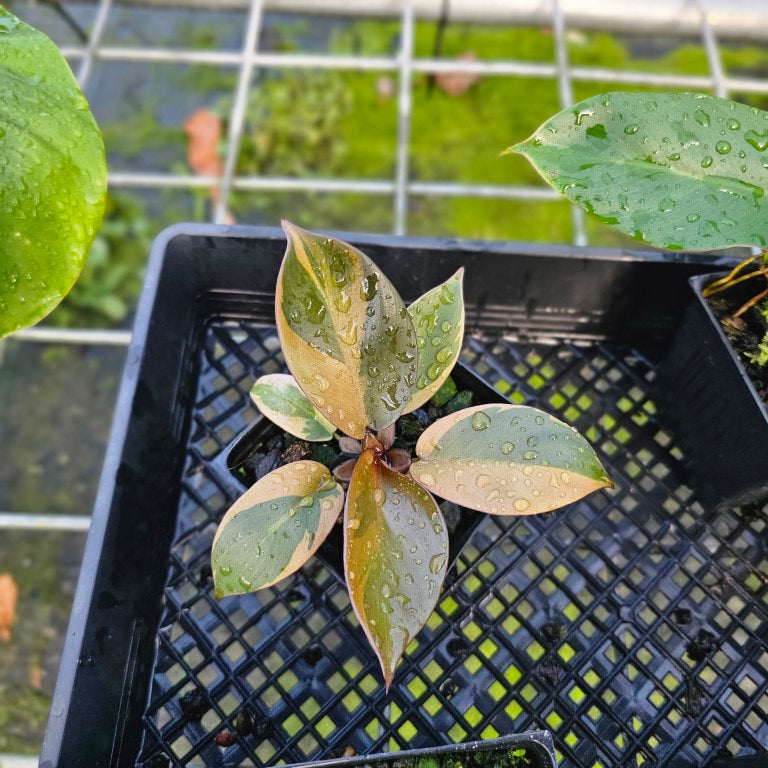 Philodendron Black Cardinal, Exact Plant Variegated