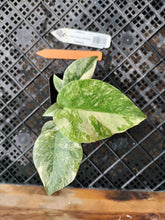 Load image into Gallery viewer, Monstera deliciosa green snow, Exact Plant Ships Nationwide
