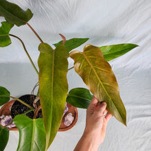 Load image into Gallery viewer, Philodendron Orange Marmalade, Exact Plant
