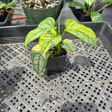 Load image into Gallery viewer, Monstera Siltepecana Aurea Variegated 2.5" pot, Fedex 2day*

