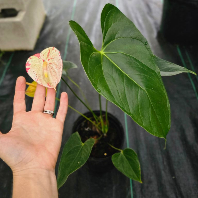 Anthurium Shibori, Exact Plant Variegated