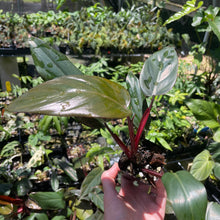 Load image into Gallery viewer, Philodendron Dark Lord 2.5" pot, Fedex 2day*
