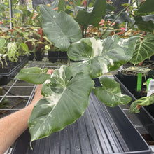 Load image into Gallery viewer, Alocasia Odora, Okinawa Silver Variegated exact plant, Fedex 2day*
