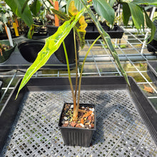 Load image into Gallery viewer, Alocasia Sanderiana Bull Aurea Variegated exact plant, Fedex 2day*
