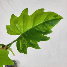 Load image into Gallery viewer, Philodendron Radiatum, Exact Plant Variegated Ships Nationwide
