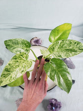 Load image into Gallery viewer, Giganteum Blizzard, Exact Plant, with baby, variegated Philodendron
