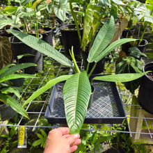 Load image into Gallery viewer, Philodendron Campii Lynette, Exact Plant Ships Nationwide
