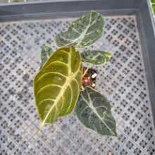 Load image into Gallery viewer, Alocasia Sedenii Aurea Variegated, Exact Plant Ships Nationwide

