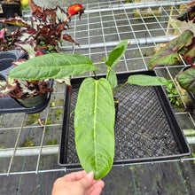Load image into Gallery viewer, Anthurium Spectabile Wide Form, Exact Plant
