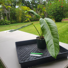 Load image into Gallery viewer, Anthurium Spectabile Wide Form, Exact Plant Ships Nationwide
