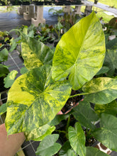 Load image into Gallery viewer, Alocasia Gageana Aurea Variegated 4" pot, Fedex 2day*
