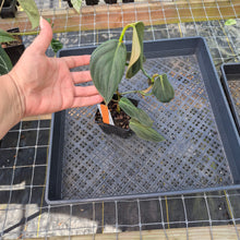 Load image into Gallery viewer, Philodendron Gigas, Exact Plant Ships Nationwide
