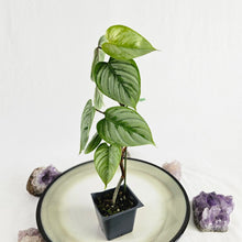 Load image into Gallery viewer, Philodendron Sodiroi True Form, Exact Plant
