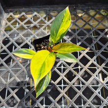 Load image into Gallery viewer, Philodendron Red Congo, Exact Plant Variegated Ships Nationwide
