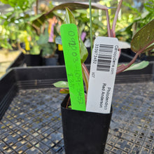 Load image into Gallery viewer, Philodendron Red Anderson, Exact Plant Ships Nationwide
