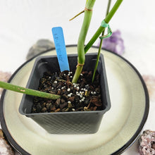 Load image into Gallery viewer, Philodendron Joepii, Exact Plant Ships Nationwide
