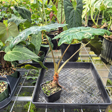 Load image into Gallery viewer, Alocasia Psuedosanderiana exact plant, Fedex 2day*
