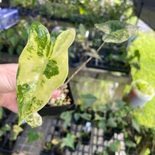 Load image into Gallery viewer, Alocasia Zebrina Aurea variegated 2.5" pot, Fedex 2day*
