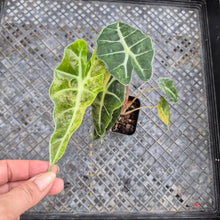 Load image into Gallery viewer, Alocasia polly aurea variegated, Exact Plant Ships Nationwide.
