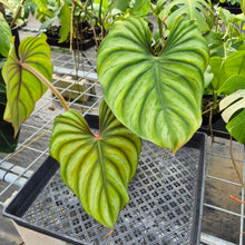 Load image into Gallery viewer, Philodendron Plowmanii, Exact Plant Ships Nationwide
