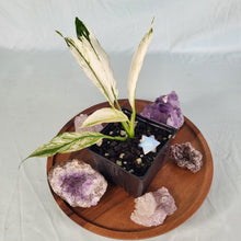 Load image into Gallery viewer, Spathiphylum jessica, Exact Plant Variegated
