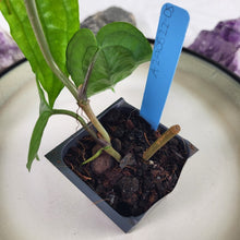 Load image into Gallery viewer, Anthurium Sp. Limon, Exact Plant Ships Nationwide
