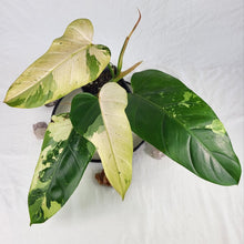 Load image into Gallery viewer, Philodendron Whipple Way, Exact Plant Ships Nationwide
