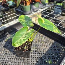 Load image into Gallery viewer, Philodendron Burle Marx, Exact Plant Variegated Ships Nationwide
