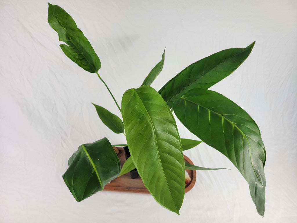 Anthurium Spectabile Wide Form, Exact Plant Ships Nationwide